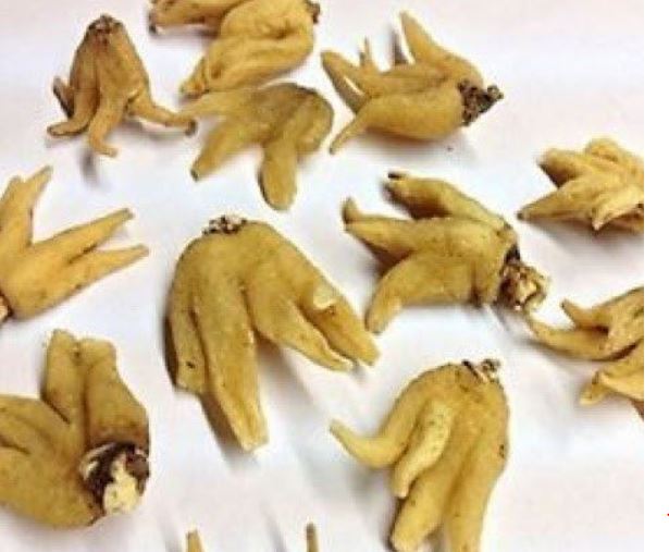 औषधिजन्य  बिरुवा खेतीको विस्तार